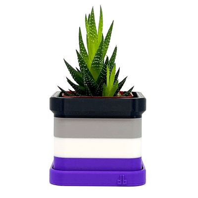Asexuality Pride Flag 2 Inch Planter with Drip Tray